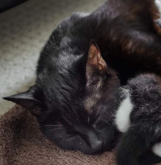 Mother cat nursing kittens